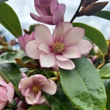 Seeds fairy magnolia for sale  Spring City