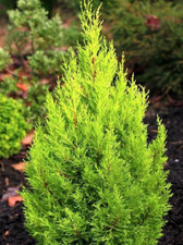 Set wilma goldcrest for sale  Albany