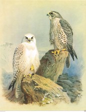 Greenland falcon iceland for sale  DEREHAM