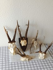 Taxidermie taxidermy trophées d'occasion  Échirolles