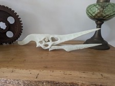 Crâne ptéranodon ptérodacty d'occasion  Briec