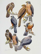 Old antique print for sale  UK
