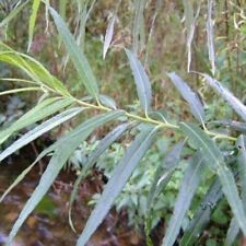 Fast growing salix for sale  MAESTEG