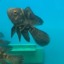 Longfin red tiger for sale  New Bedford