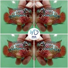 Male live aquarium for sale  Houston