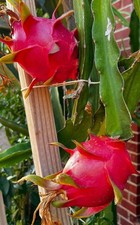 Pitaya fruit dragon d'occasion  Montpellier-
