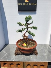 Juniper bonsai tree for sale  EASTBOURNE
