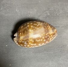 Cypraea meeresschnecke große gebraucht kaufen  Jestetten