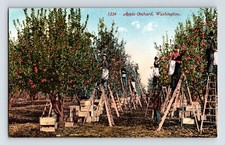 Postcard washington apple for sale  Elk Grove