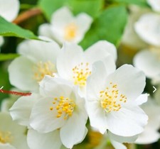 Philadelphus cayenne mock for sale  Holland
