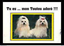 Animaux chiens bichon d'occasion  Fruges