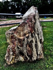 Large petrified wood for sale  Hempstead