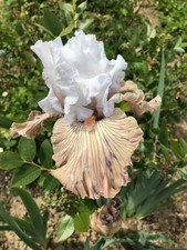 Iris barbata elatior gebraucht kaufen  Grebenstein