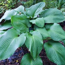garden plants hosta for sale garden plants hosta for sale UK