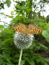 Echinops sphaerocephalus gross gebraucht kaufen  Bad Kissingen