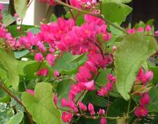 5 graines de Chaîne d'Amour(Antigonon Leptopus)G139 CORAL VINE SEEDS SEMILLAS comprar usado  Enviando para Brazil