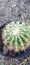 Echinocactus grusonii golden for sale  Penitas