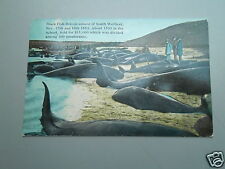 Walfang wal south gebraucht kaufen Walfang wal south gebraucht kaufen  Limeshain