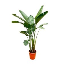 Strelitzia augusta baum gebraucht kaufen  Düsseldorf