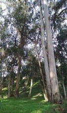 Tasmanian blue gum for sale  WALLASEY