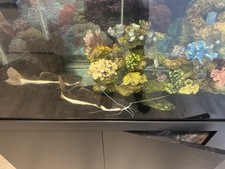 Gallon fish tank for sale  Port Reading