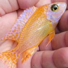 Dragon blood peacock for sale  Hollywood