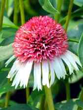 White pink coneflower for sale  Laguna Niguel