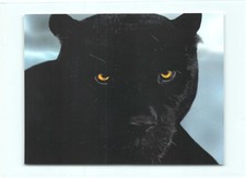 panther raubkatze gebraucht kaufen panther raubkatze gebraucht kaufen Menden (Sauerland)