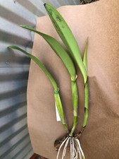 Cattleya lueddemanniana semi for sale  Novato
