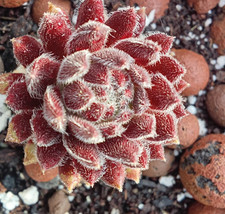Sempervivum sprite drought for sale  HUNTINGDON