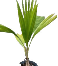 Pritchardia pacifica fiji for sale  Kissimmee