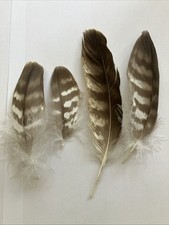 Buzzard feathers feather for sale  PRESTEIGNE