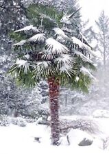 Windmill fan palm for sale  Lincolnton