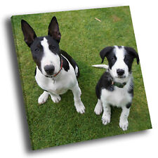 Square animal photo for sale  STRABANE