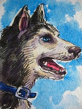 Siberian husky blue for sale  USA