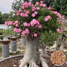Adenium arabicum gigante usato  Spedire a Italy