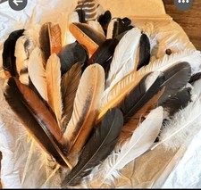Assorted feathers free for sale  Newport News
