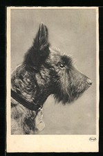 Seitenportrait eines terriers gebraucht kaufen  Berlin