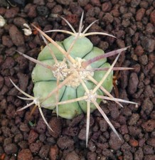 Echinocactus horizonthalonius  usato  Napoli