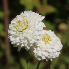 Camomilla romana semi usato  Trappeto
