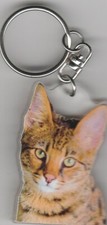 Bengal cat .fobs d'occasion  Concarneau
