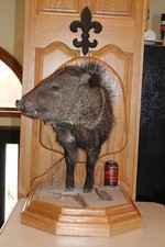 Collared javelina peccary for sale  Brandon