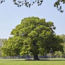 Quercus robur english for sale  SOUTHAMPTON