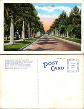 Cartão postal Royal Palm Tree forrado Avenue Florida FL comprar usado  Enviando para Brazil