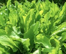 Sorrel rumex acetosa for sale  DEWSBURY
