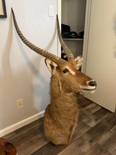 Impressive large african for sale  Irving