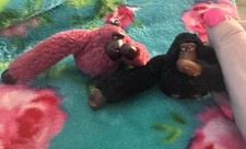 Lote de dois macacos KIPLING 🐵 🐵 🩷 🤎 Leia a descrição 😀 🐒 🐒 comprar usado  Enviando para Brazil