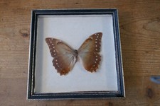 Framed single owl for sale  CARDIFF