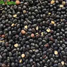 Favino nero sovescio usato  Valva