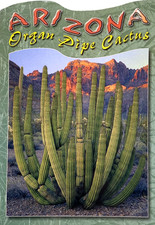 Postcard cactus organ for sale  NORTHAMPTON